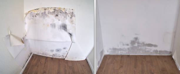 Reliable Boonville, NC Mold Removal Solutions